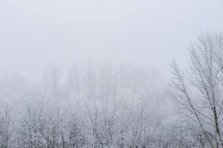 Winter frosty landscape - snow covered trees on foggy background, soft focusの写真素材