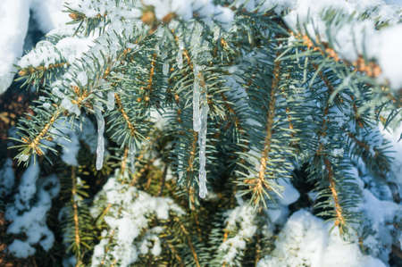 Winter landscape - snow and icicles on spruce branches sparkle in the rays of the bright sun, festive backgroundの写真素材