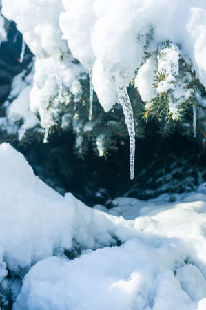 Winter landscape - snow and icicles on spruce branches sparkle in the rays of the bright sun, festive backgroundの写真素材