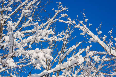 Winter landscape - snow and icicles on tree branches sparkle in the rays of the bright sun, festive backgroundの写真素材