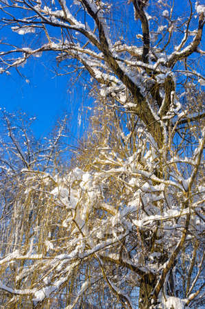 Winter landscape - snow and icicles on tree branches sparkle in the rays of the bright sun, festive backgroundの写真素材