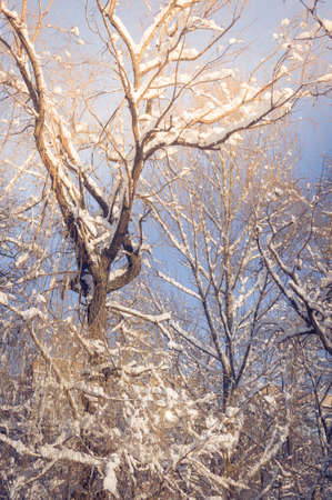 Winter landscape - snow and icicles on tree branches sparkle in the rays of the bright sun, festive backgroundの写真素材