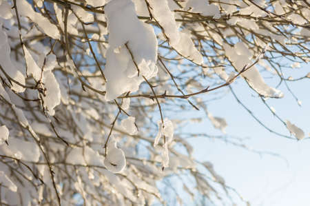 Winter landscape - snow and icicles on tree branches sparkle in the rays of the bright sun, festive backgroundの写真素材