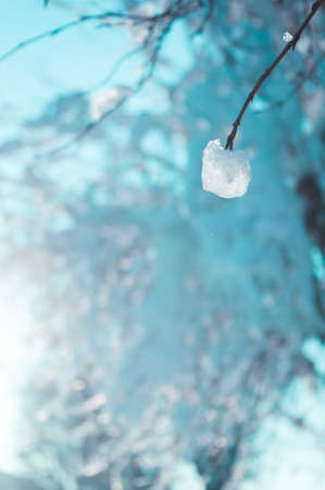 Winter landscape - snow and icicles on tree branches sparkle in the rays of the bright sun, festive backgroundの写真素材