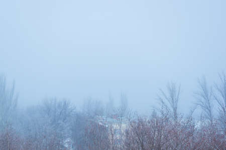 Winter urban landscape - snow covered trees on foggy background, soft focusの写真素材