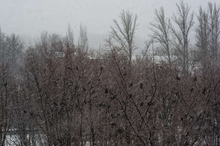Winter urban landscape - snow storm, snow covered trees and black birdsの写真素材