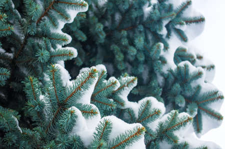 Green fluffy fir tree branch in the snow, Christmas wallpaper concept.の写真素材