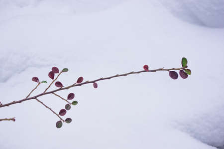 Covered with snow, clusters of red berries of a Cotoneaster horizontalis Decne, winter background