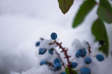 Covered with snow, green and red leaves and blue fruits Mahonia aquifolium, Oregon grape, in winter gardenの写真素材