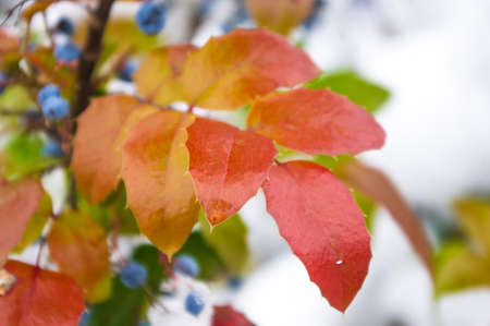 Covered with snow, green and red leaves and blue fruits Mahonia aquifolium, Oregon grape, in winter gardenの写真素材