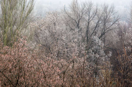 Winter urban landscape - snow covered trees on foggy backgroundの写真素材