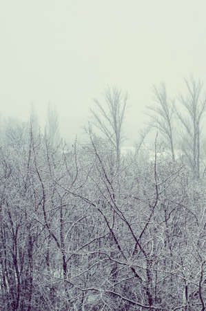 Winter urban landscape - snow covered trees on foggy backgroundの写真素材