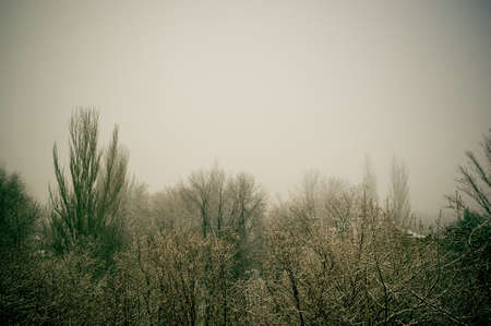 Winter urban landscape - snow covered trees on foggy backgroundの写真素材