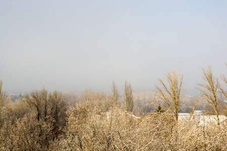 Winter urban landscape - snow covered trees on foggy backgroundの写真素材