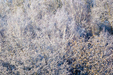 Winter urban landscape - snow covered trees on foggy backgroundの写真素材