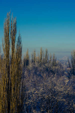Winter urban landscape - snow covered trees on foggy backgroundの写真素材
