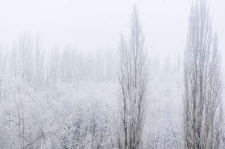 Winter frosty landscape - snow covered trees on foggy background, soft focusの写真素材