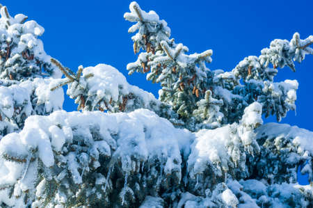 Winter landscape - snow and icicles on spruce branches sparkle in the rays of the bright sun, festive backgroundの写真素材
