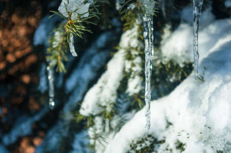 Winter landscape - snow and icicles on spruce branches sparkle in the rays of the bright sun, festive backgroundの写真素材