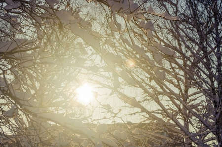 Winter landscape - snow and icicles on tree branches sparkle in the rays of the bright sun, festive backgroundの写真素材