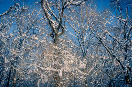 Winter landscape - snow and icicles on tree branches sparkle in the rays of the bright sun, festive backgroundの写真素材