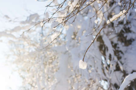 Winter landscape - snow and icicles on tree branches sparkle in the rays of the bright sun, festive backgroundの写真素材