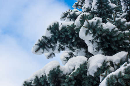 Green fluffy fir tree branch in the snow, Christmas wallpaper concept.の写真素材