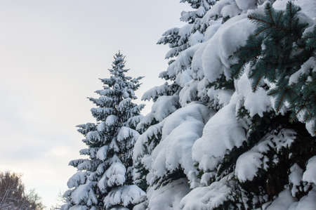 Green fluffy fir tree in the snow, Christmas wallpaper concept.の写真素材