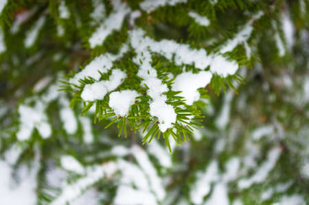 Green fluffy fir tree branch in the snow, Christmas wallpaper concept.の写真素材