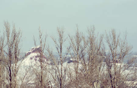 Winter urban landscape - snow covered trees on foggy backgroundの写真素材