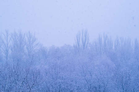 Winter urban landscape - snow covered trees on foggy backgroundの写真素材