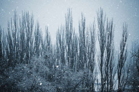 Winter urban landscape - snow covered trees on foggy backgroundの写真素材
