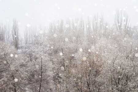 Winter urban landscape - snow covered trees on foggy backgroundの写真素材