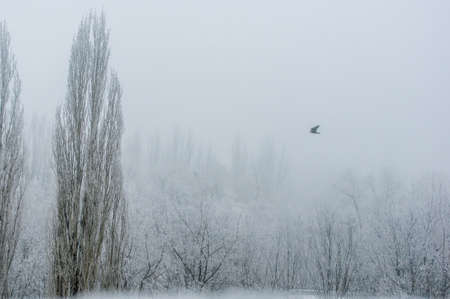 Winter urban landscape - snow storm, snow covered trees and black birdsの写真素材