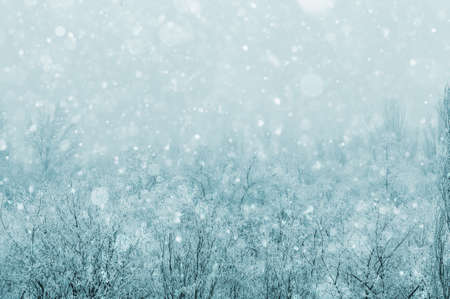 Winter frosty landscape - snow covered trees on foggy background, soft focusの写真素材