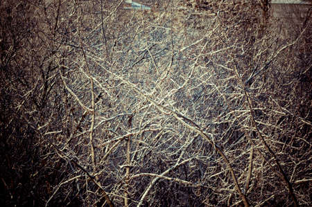 Winter urban landscape - snow covered trees on foggy backgroundの写真素材
