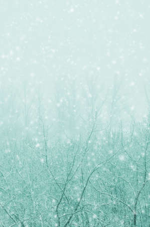 Winter urban landscape - snow covered trees on foggy backgroundの写真素材