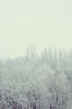 Winter urban landscape - snow covered trees on foggy backgroundの写真素材
