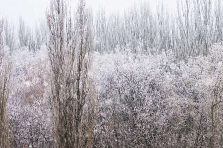 Winter urban landscape - snow covered trees on foggy backgroundの写真素材