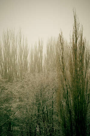 Winter urban landscape - snow covered trees on foggy backgroundの写真素材