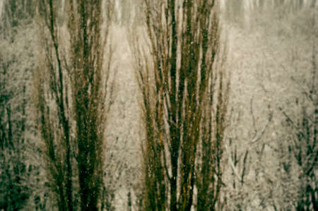 Winter urban landscape - snow covered trees on foggy backgroundの写真素材