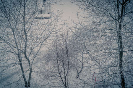 Winter urban landscape - snow covered trees on foggy backgroundの写真素材