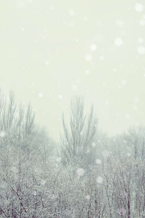 Winter urban landscape - snow covered trees on foggy backgroundの写真素材