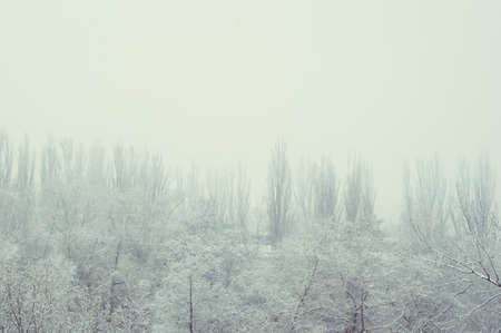 Winter urban landscape - snow covered trees on foggy backgroundの写真素材