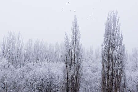Winter frosty landscape - snow covered trees on foggy background, soft focusの写真素材