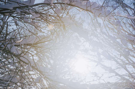 Winter landscape - snow and icicles on tree branches sparkle in the rays of the bright sunの写真素材