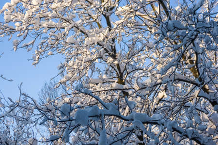 Winter landscape - snow and icicles on tree branches sparkle in the rays of the bright sunの写真素材