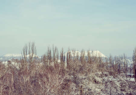Winter urban landscape - snow covered trees on foggy backgroundの写真素材