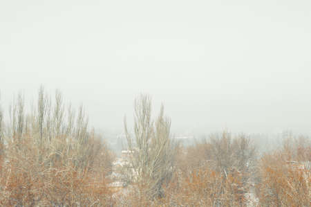 Winter urban landscape - snow covered trees on foggy backgroundの写真素材