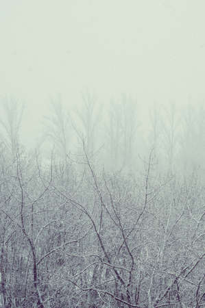 Winter urban landscape - snow covered trees on foggy backgroundの写真素材